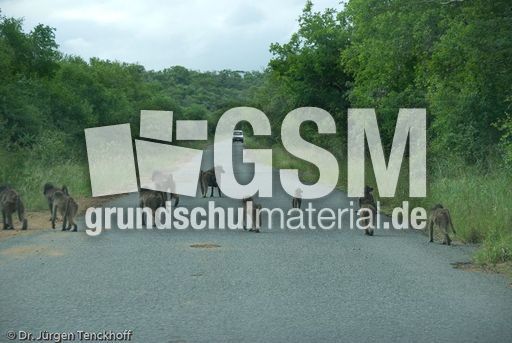 Tschakma Pavian (44 von 48).jpg